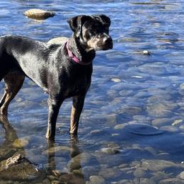 Harley - Catahoula Leopard Dog