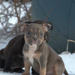 Arty - Blue tri-color female American Bully puppy in Orlinda, Tennessee from SimplyBullies