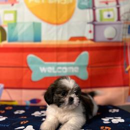 CKC Girl 4 - Brindle and white female Shih Tzu puppy in Houston, Texas from Paws n Claws