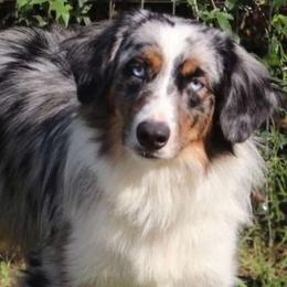 Prophet - Miniature Australian Shepherd
