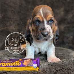 Caramello - Black brown and white male Basset Hound puppy in Talbotton, Georgia from Southern City Bassets