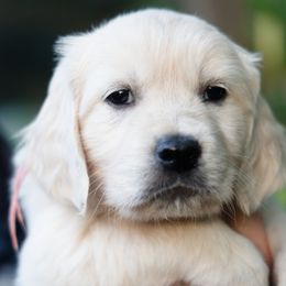 Miss Pink - Light golden female Golden Retriever puppy in Hayward, California from East Bay Golden Retrievers