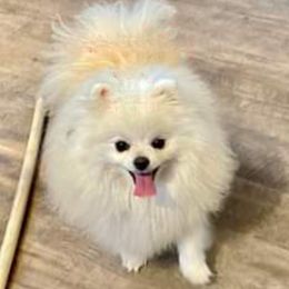 Mr. White - Pomeranian