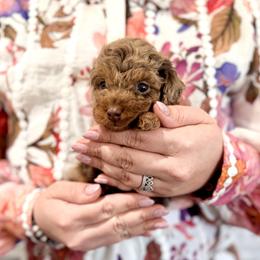 Athos - Phantom male Poodle puppy in Plant City, Florida from MCB Puppies