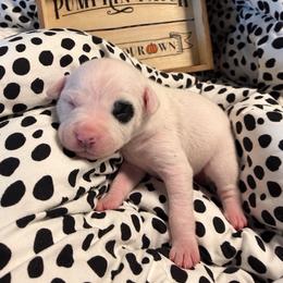 Patches - White and black female Dalmatian puppy in Mesa, Arizona from Lauren's Dalmatians