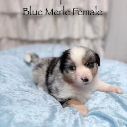 Sequoia - Blue merle female Miniature American Shepherd puppy in Olympia, Washington from Shamayim Shepherds