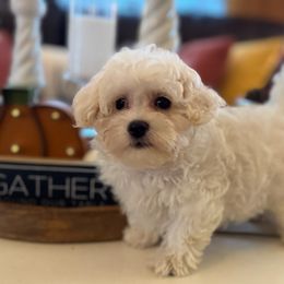 Maltipoo Puppies from Teddys Teddy Bears