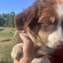 Ginger - Red tri-color female Australian Shepherd puppy in Oroville, California from Puppy Love Ranch Mini Aussies