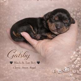 Gatsby - Black and tan male Cavalier King Charles Spaniel puppy in Spokane, Washington from Treasured Cavaliers of the Pacific Northwest