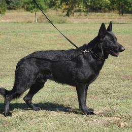 Thomas - German Shepherd
