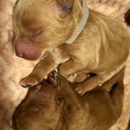 Goldendoodle Puppies from AvFamilyDoodles