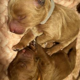Goldendoodle Puppies from AvFamilyDoodles