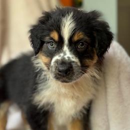 Pumpkin Spice - Black tri-color male Australian Shepherd puppy in Wayne, West Virginia from Creek Side Aussies & Doodles