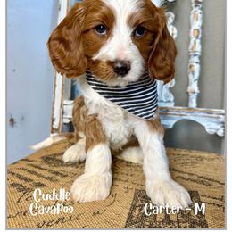 Carter - Blenheim male Cavapoo puppy in Fort Lupton, Colorado from Puppy Paws Colorado