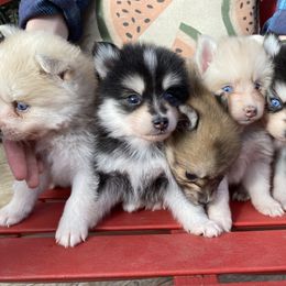 Pomsky and Siberian Husky Puppies from Pine and Sea Pomskies
