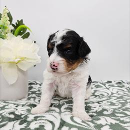Rad - Tri-color male Bernedoodle puppy in Granton, Wisconsin from Rose River Farms