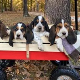 Basset Hounds from Porch Sittin' Hounds