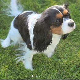 Cavalier King Charles Spaniel All Grown Up from The Gentle Cavalier