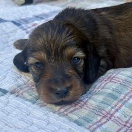 Shaded Red Male - Red male Dachshund puppy in Ozark, Alabama from Honey Hill Dachshunds
