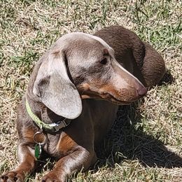 Loue - Dachshund