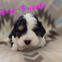 Cloud - Brown merle female Aussiedoodle puppy in Redding, California from House Merrills Minis and Doodles
