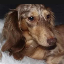 Savanna - Dachshund
