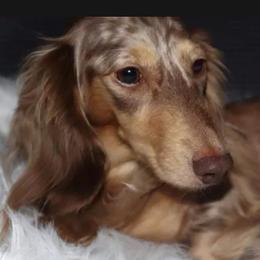 Savanna - Dachshund