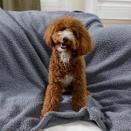 Nova - Poodle