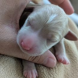 Sandy - Cream female Goldendoodle puppy in Street, Maryland from Rocks & Roses Doodles