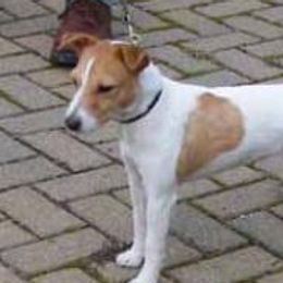 Airedale Terriers and Russell Terriers from Bobcat Terriers