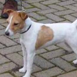 Airedale Terriers and Russell Terriers from Bobcat Terriers