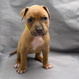 Green Collar Female - Blue fawn female American Pit Bull Terrier puppy in Pensacola, Florida from Alpha Alliance Kennels