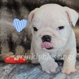 Diesel - White Bulldog puppy in Granville, Iowa from Wrinkly Blessings English Bulldogs