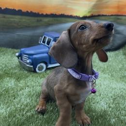 Shaded Red Wirehair Male (purple collar) - Red male Dachshund puppy in Killeen, Texas from Southern Dachshunds