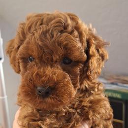 Rosco - Red  male Poodle puppy in Pottersville, Missouri from Christina Miller's Poodles