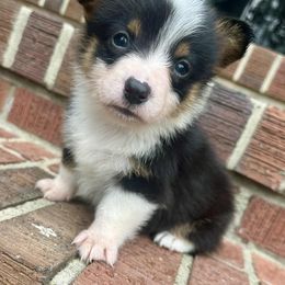 Pembroke Welsh Corgi Puppies from Carolina cotton candy corgis