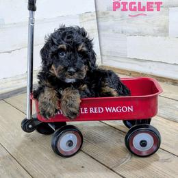 Piglet - Black tri-color female Aussiedoodle puppy in Cambridge, Minnesota from Country Meadow Doodles