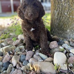 English Springer Spaniel, Poodle, and Springerdoodle Puppies from Little Mountain Springers, Springerdoodles & Poodles