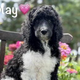 May - Parti female Poodle puppy in Lancaster, Minnesota from Richardville Hunde