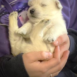 Mi-Ki and West Highland White Terrier Puppies from Cricket Hill’s Westies and Shekinah’s Mi-Kis