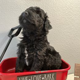 Aussiedoodle Puppies from Double K Farms