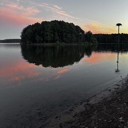 Boy 4 - Apricot male Goldendoodle puppy in Graham, North Carolina from Geise Meadow Doodles
