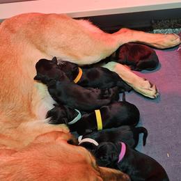 Pink Collar - Black female Labrador Retriever puppy in Boyd, Minnesota from Lindley Labradors
