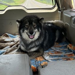 Ember - Siberian Husky