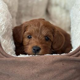 Chase - Red  male Goldendoodle puppy in Wharton, Texas from Little Fur Friends