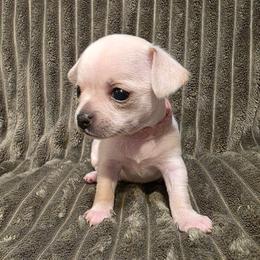 Snowflake - Cream female Chihuahua puppy in Jacksonville, Florida from Precious Paws of Florida - Chihuahuas
