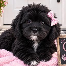 Mika - Black and tan female Yorkipoo puppy in Lebanon, Kentucky from Mosaic Merle Doodles