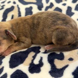 Cream light brindle dapple - Dapple male Dachshund puppy in Honolulu, Hawaii from A&A Mini Dachshunds