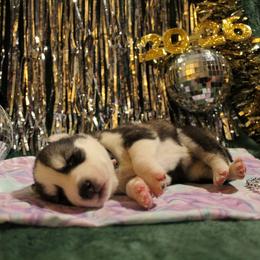 Purple - Black and white female Siberian Husky puppy in York, Pennsylvania from Spalla Pups