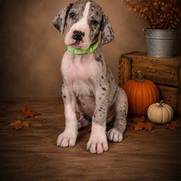Puppy 9 - Mantle merle female Great Dane puppy in Ocala, Florida from Oak Haven Great Danes